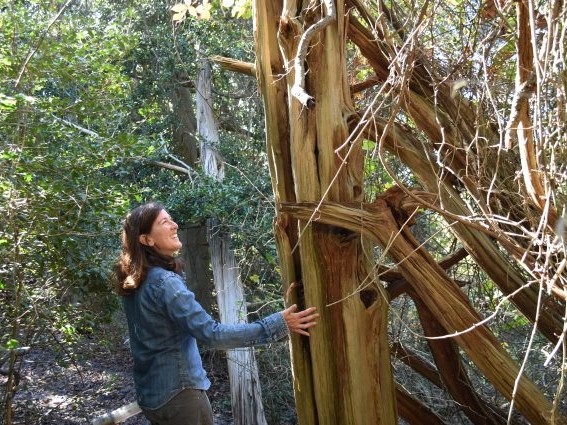 Tree ring scientist Nicole Davi. Credit: Kevin Krajick
