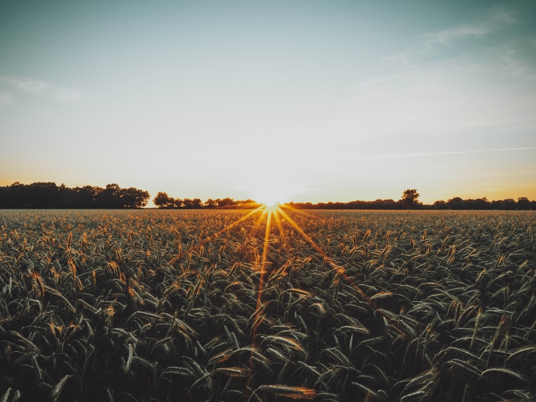 A field of wheat at sunrise. Credit: Tim Hüfner/Unsplash