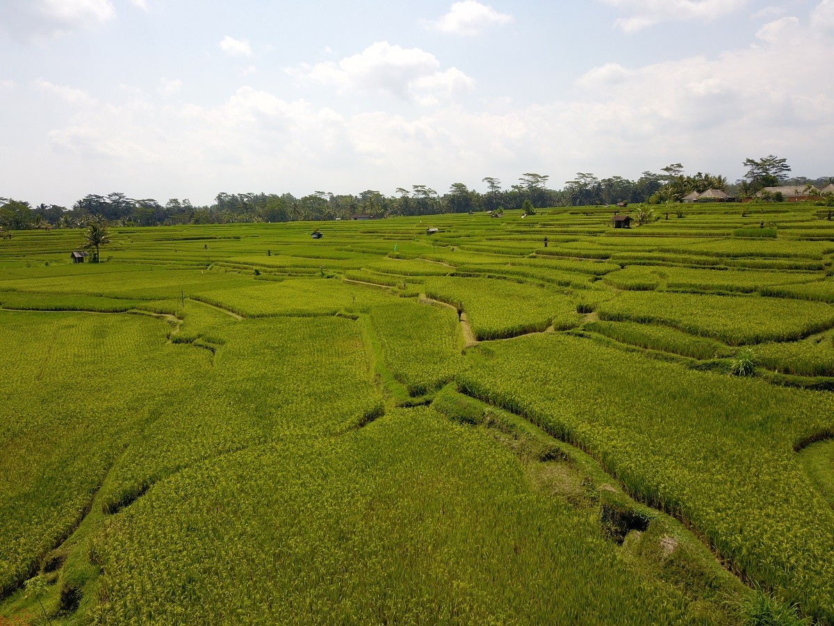 Rice terraces. Credit: Jacquelyn Turner