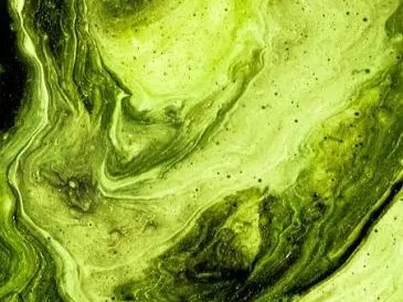 Algae