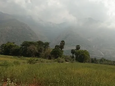 Grassy brush and trees with cloudy mountains in the background