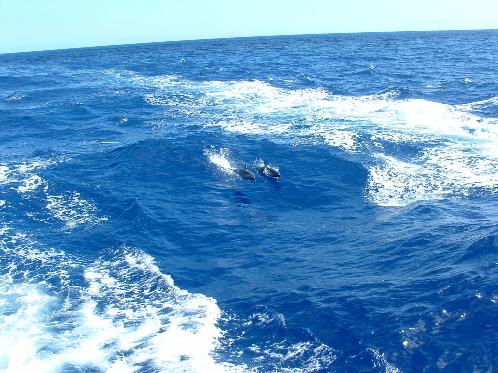 Dolphins. Credit: Solange-Duhamel