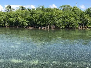 Grove of trees in the background with clear, shallow water in the foreground