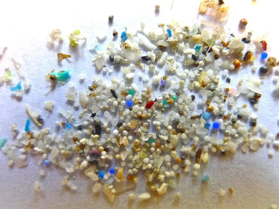 Microplastics in different colors and shapes. Credit: Oregon State University/Creative Commons