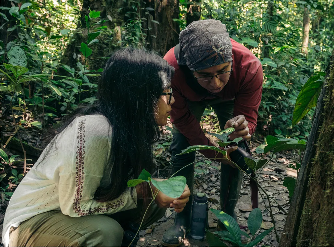 Two people in a forest looking at a plant