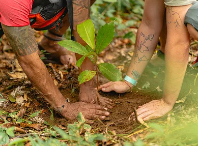 Two people planting a sapling