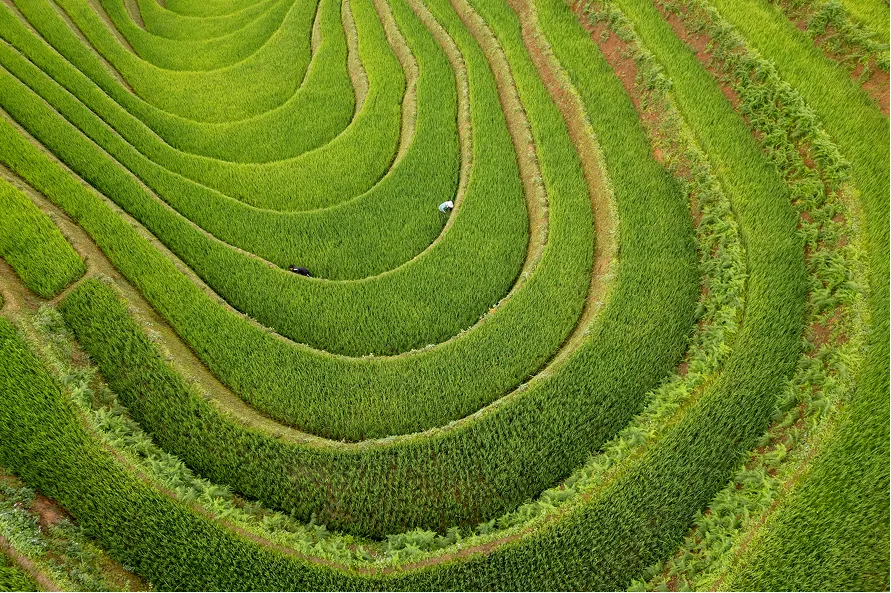 Overhead view of farm with concentric circles of crops