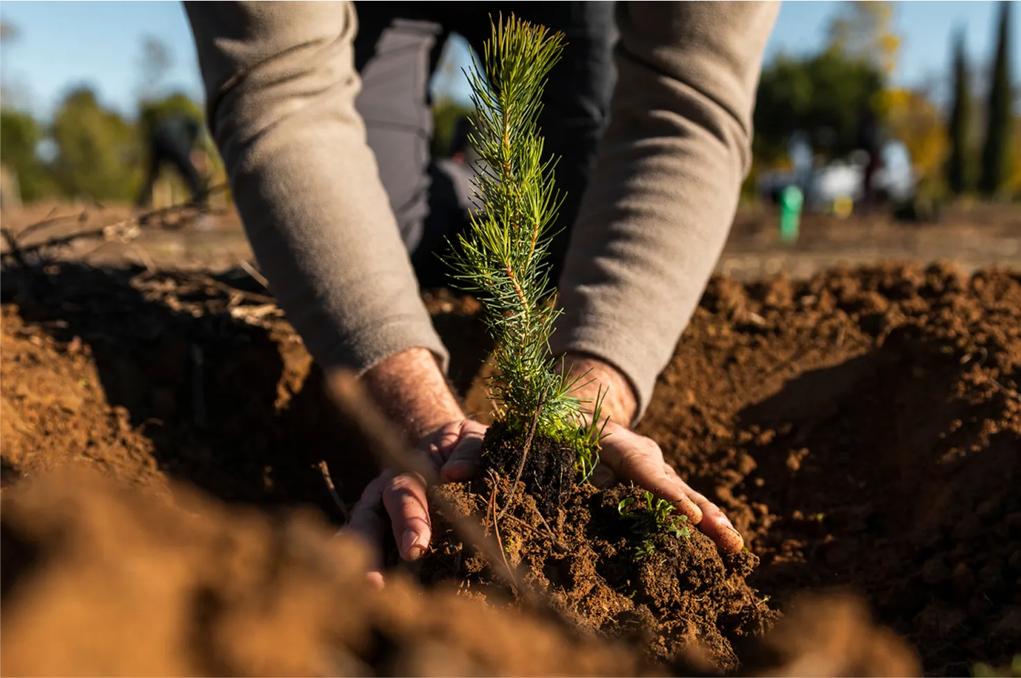 Hands planting a sapling in the dirt