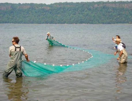 Fish Catching Activity