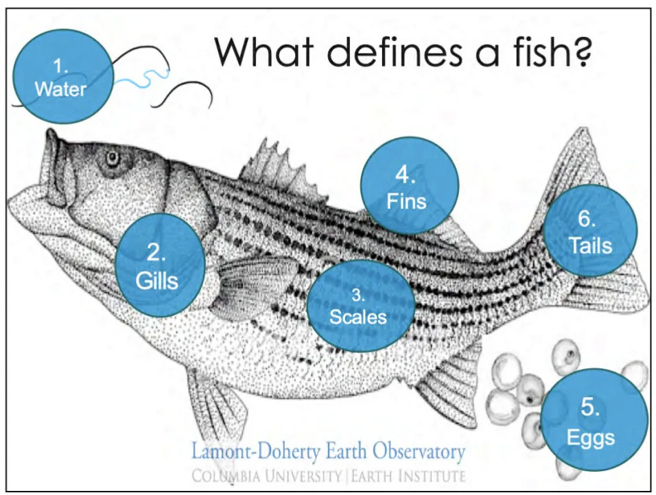 What defines a fish? 