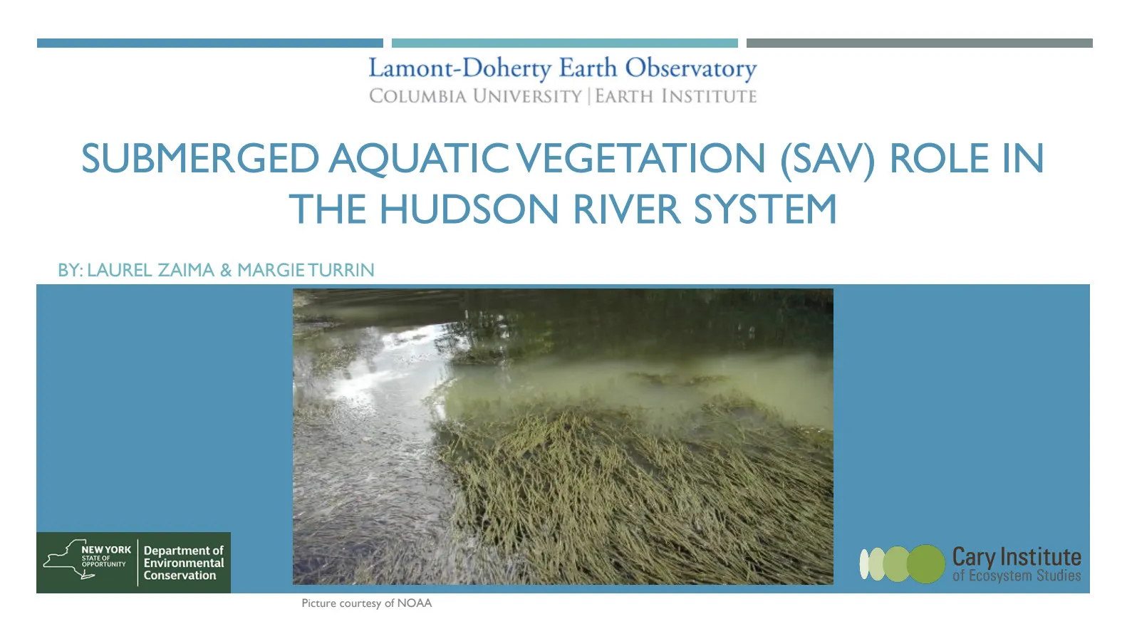 Submerged Aquatic Vegetation 